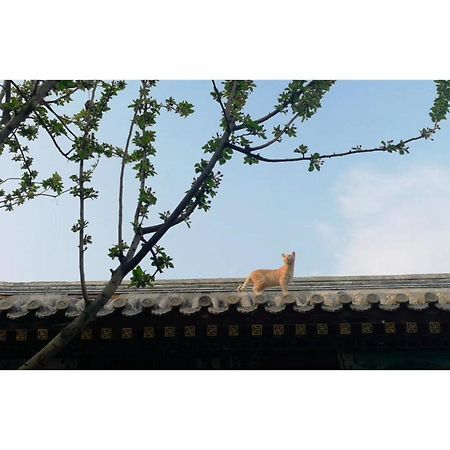 Beijing Fly By Knight Courtyard Pequim Exterior foto