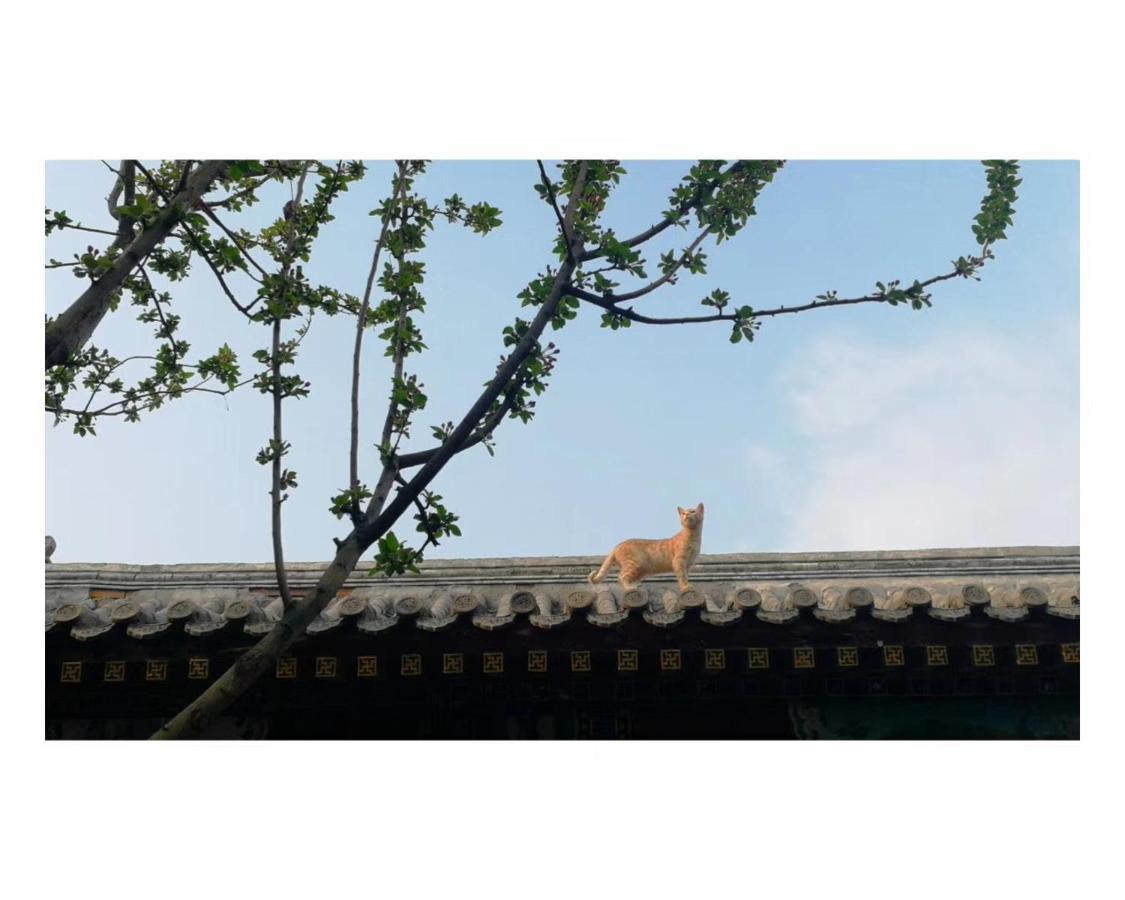 Beijing Fly By Knight Courtyard Pequim Exterior foto
